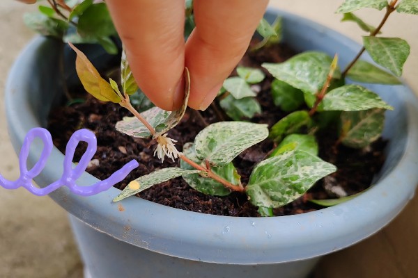 花叶络石的过冬方法，每隔10-15天浇一次水