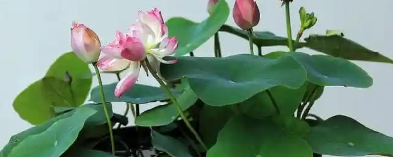 莲花籽的水培方法，催芽后播入荷塘泥中并注水