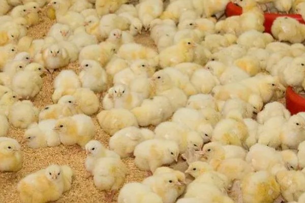 为什么小鸡容易死，可能是饲养密度太大所致