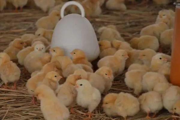 为什么小鸡容易死，可能是饲养密度太大所致