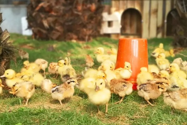 为什么小鸡容易死，可能是饲养密度太大所致