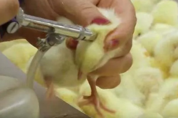 为什么小鸡容易死，可能是饲养密度太大所致