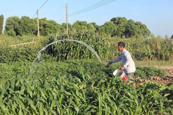 空心菜叶子发黄的原因，一般是土壤干旱、缺少养分等因素所致