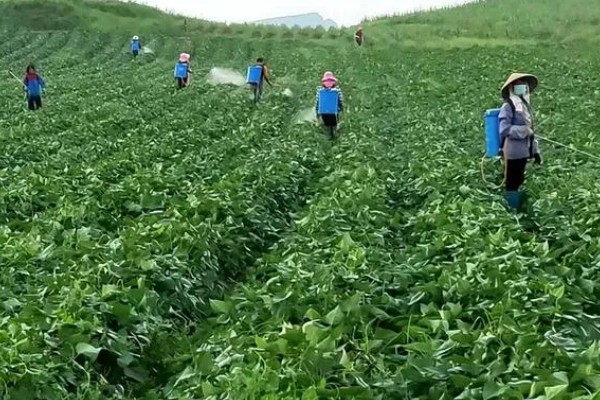 空心菜叶子发黄的原因，一般是土壤干旱、缺少养分等因素所致