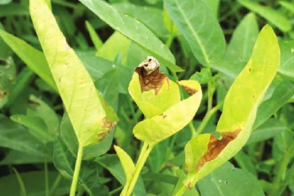 空心菜叶子发黄的原因，一般是土壤干旱、缺少养分等因素所致