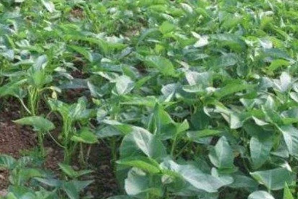 空心菜叶子发黄的原因，一般是土壤干旱、缺少养分等因素所致