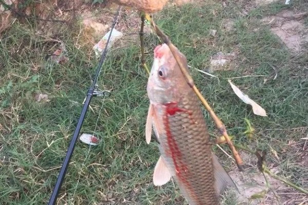 红眼鲮鱼怎么钓，饵料要选择素饵