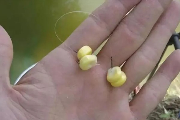 红眼鲮鱼怎么钓，饵料要选择素饵