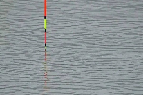 红眼鲮鱼怎么钓，饵料要选择素饵