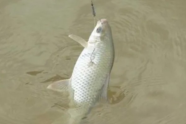 红眼鲮鱼怎么钓，饵料要选择素饵