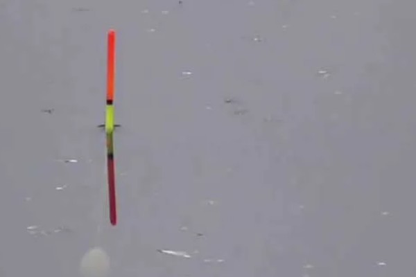 红眼鲮鱼怎么钓，饵料要选择素饵