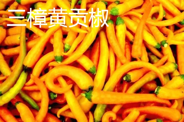 湖南种植什么品种的辣椒好，推荐三樟黄贡椒、坛坛香4号红线椒等