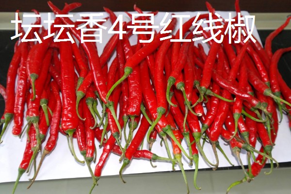 湖南种植什么品种的辣椒好，推荐三樟黄贡椒、坛坛香4号红线椒等