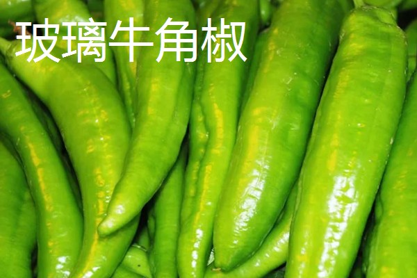 湖南种植什么品种的辣椒好，推荐三樟黄贡椒、坛坛香4号红线椒等