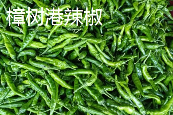 湖南种植什么品种的辣椒好，推荐三樟黄贡椒、坛坛香4号红线椒等