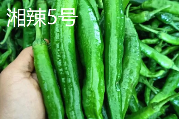 湖南种植什么品种的辣椒好，推荐三樟黄贡椒、坛坛香4号红线椒等