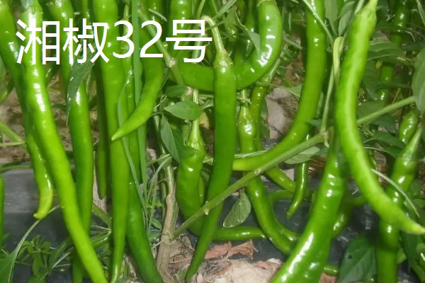 湖南种植什么品种的辣椒好，推荐三樟黄贡椒、坛坛香4号红线椒等