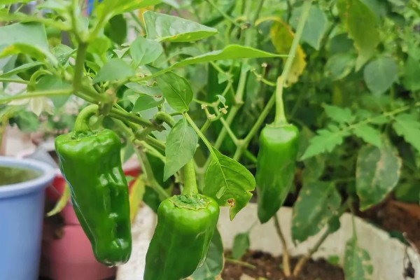 湖南种植什么品种的辣椒好，推荐三樟黄贡椒、坛坛香4号红线椒等