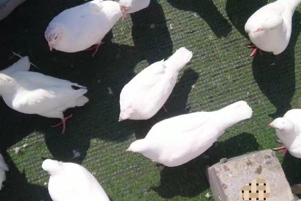 鸽子喂什么水，自来水作为饮用水就可以了