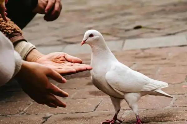 鸽子喂什么水，自来水作为饮用水就可以了