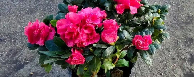 杜鹃花花后如何修剪，花后及时修剪残花