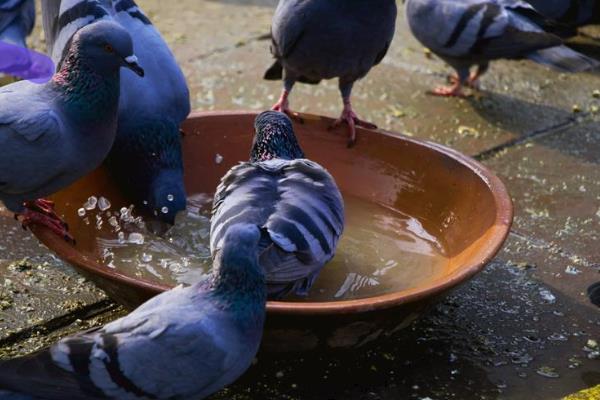 鸽子喂什么水，自来水作为饮用水就可以了