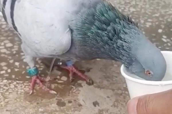 鸽子喂什么水，自来水作为饮用水就可以了