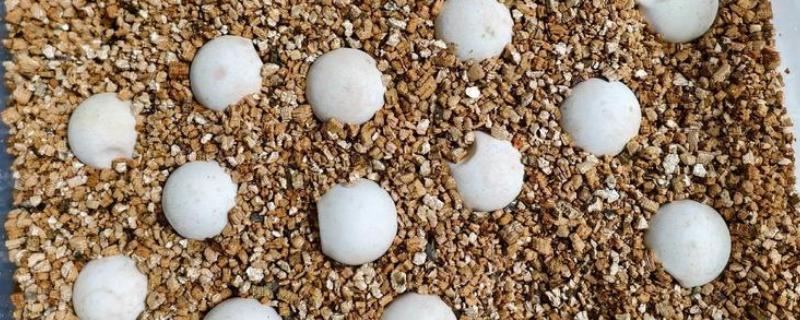 鳄鱼龟产下的蛋怎么孵化，需要人工孵化