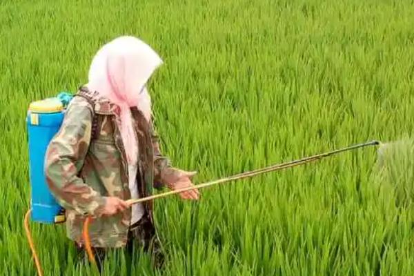 氰氟草酯怎么使用，兑水进行茎叶喷雾