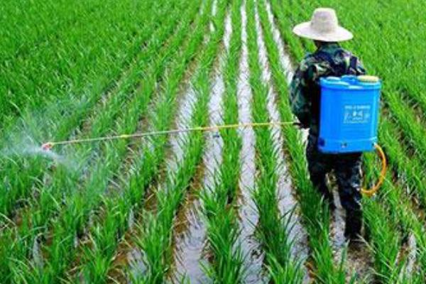 氰氟草酯怎么使用，兑水进行茎叶喷雾