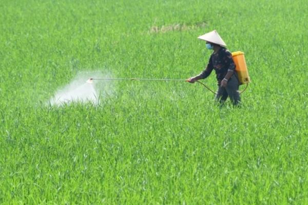 氰氟草酯怎么使用，兑水进行茎叶喷雾