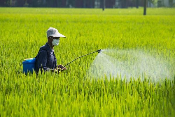 氰氟草酯怎么使用，兑水进行茎叶喷雾