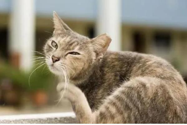 猫咪患上皮肤病的原因，可能是过敏所致