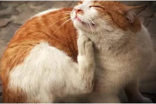 猫咪患上皮肤病的原因，可能是过敏所致