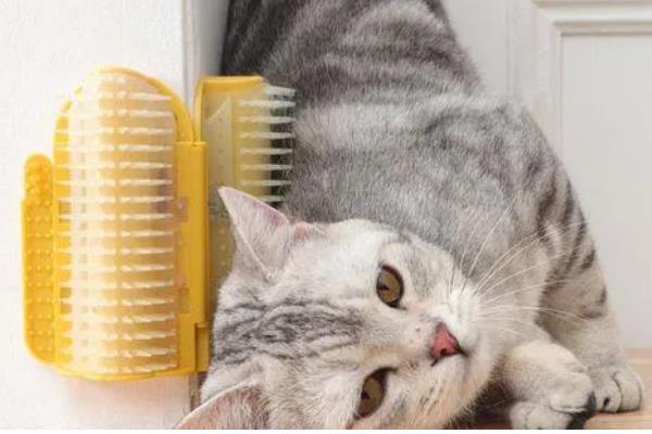 猫咪患上皮肤病的原因，可能是过敏所致