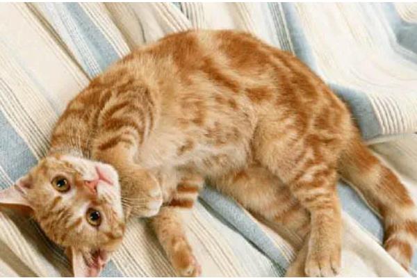 猫咪患上皮肤病的原因，可能是过敏所致