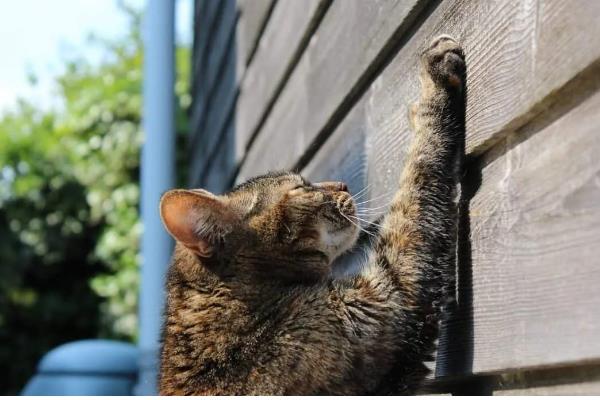 猫咪患上皮肤病的原因，可能是过敏所致