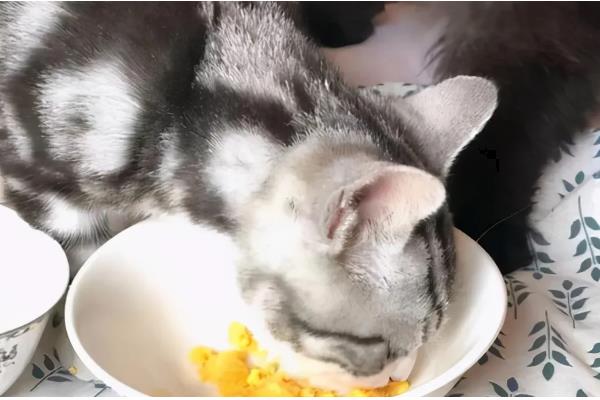 猫咪患上皮肤病的原因，可能是过敏所致