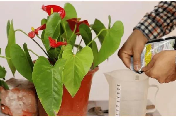 怎么养红掌，喜欢比较湿润的环境