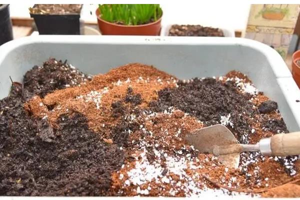 怎么养红掌，喜欢比较湿润的环境