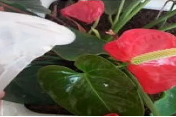 怎么养红掌，喜欢比较湿润的环境