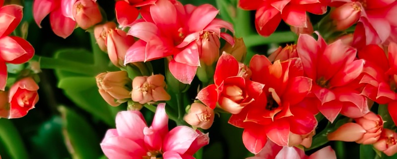 长寿花不开放的原因，温度不适、缺少阳光都会引起