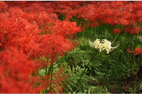 彼岸花是否喜光，喜欢阴凉微弱的光线