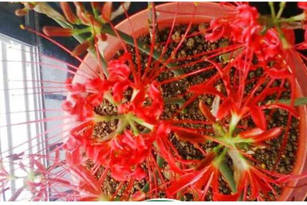 彼岸花是否喜光，喜欢阴凉微弱的光线