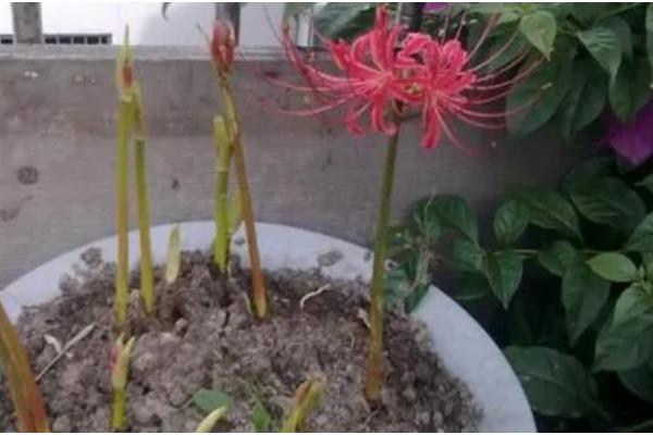 彼岸花是否喜光，喜欢阴凉微弱的光线