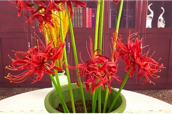 彼岸花是否喜光，喜欢阴凉微弱的光线