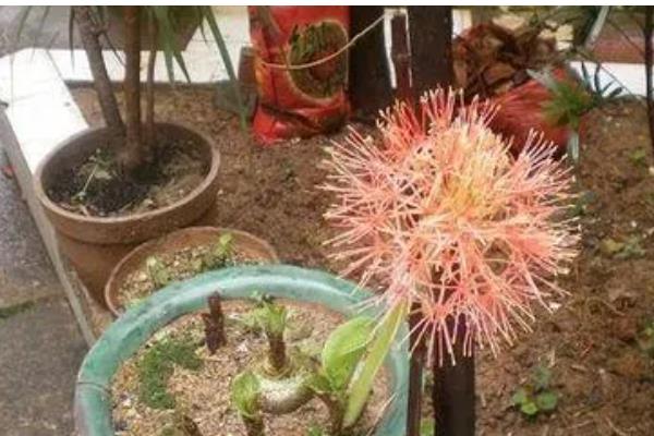 彼岸花是否喜光，喜欢阴凉微弱的光线