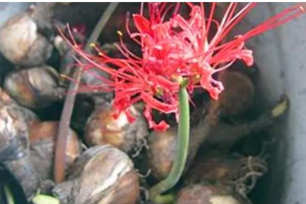 彼岸花是否喜光，喜欢阴凉微弱的光线