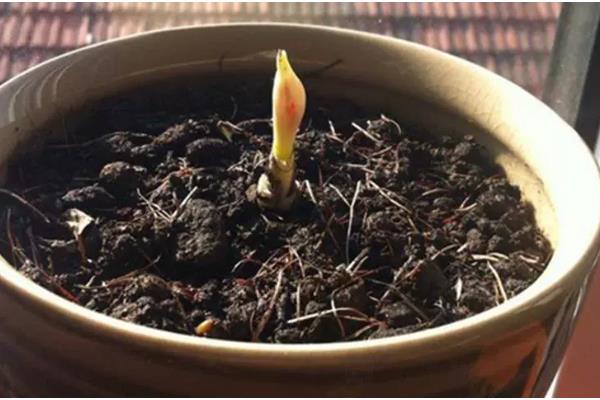 彼岸花是否喜光，喜欢阴凉微弱的光线