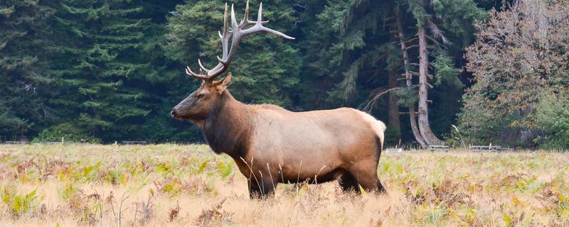 什么动物是没有方向感的，是指麋鹿